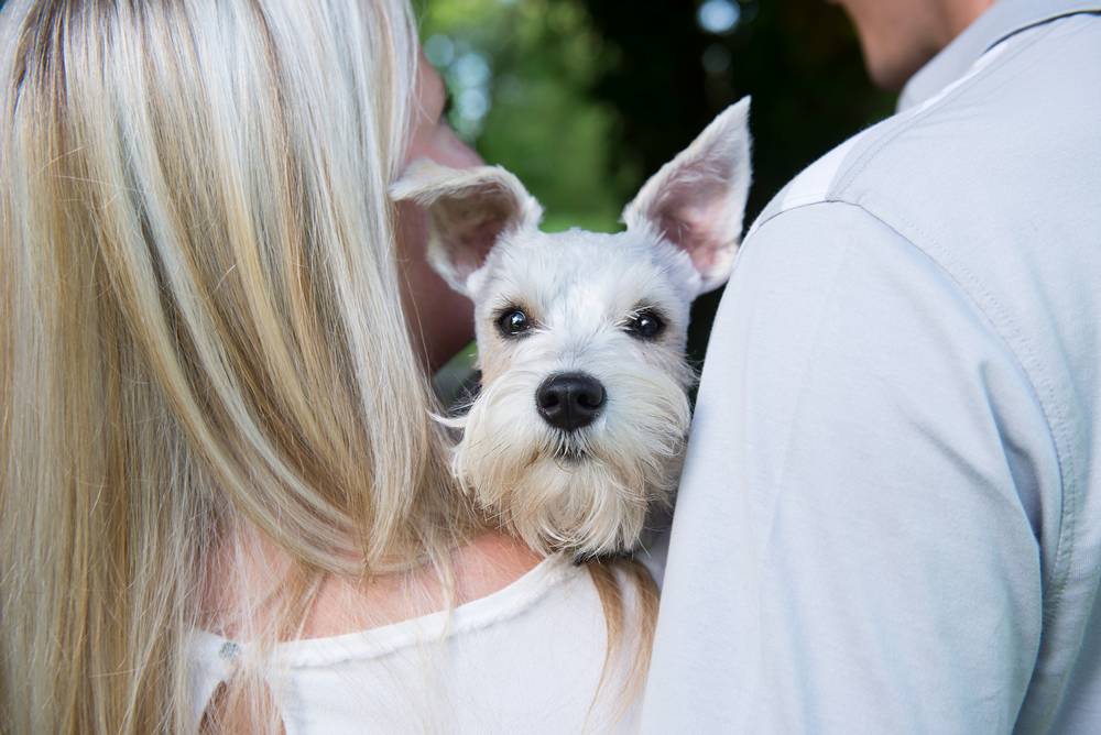 engagement with dog